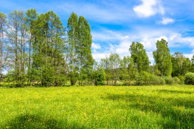 Çayır, Bahar peyzaj çim alan ve ağaçları ile çiçekler