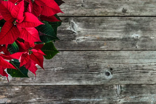 Vánoční pozadí s dekorace, vánoční květina Poinsettie červené na dřevěný rustikální stůl — Stock fotografie