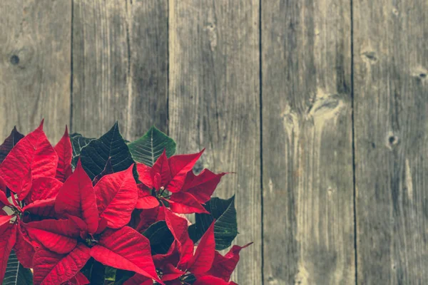 Vánoční přání s dekorace, vánoční květina Poinsettie červené na dřevěné pozadí — Stock fotografie