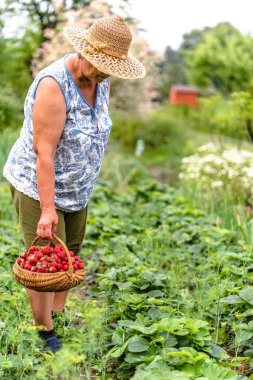 Alan çilek hasat, çilek, organik tarım kavramı ile çiftçi sırasında kadında