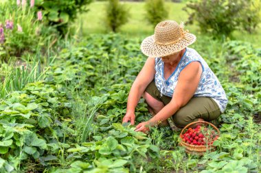 Çilek çiftlikte hasat çilek sepeti, organik tarım kavramı için üst düzey çiftçi