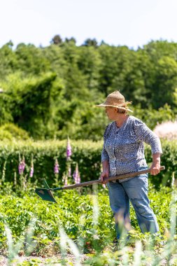 Bahçe, organik tarım, tarım patates kadında işe alan veya yaz Bahçe