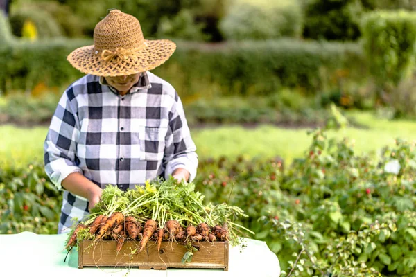 Фермер с собранными овощами, органическая морковь в саду, местная сельскохозяйственная концепция — стоковое фото