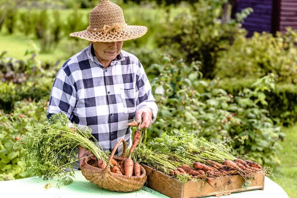 Свіжі овочі, органічна морква на фермерському ринку, продаж жінки з місцевого фермерства — стокове фото