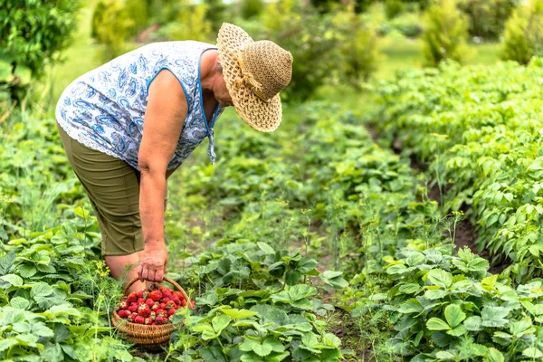 Kvinna i fältet under jordgubbsplockningen, lokal bonde skörd jordgubbar på gård, ekologiskt jordbruk koncept — Stockfoto