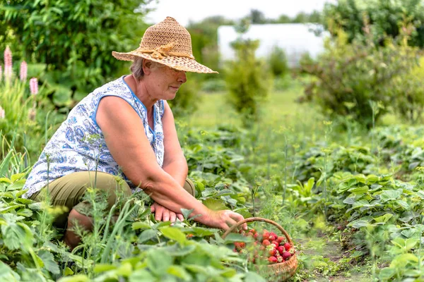 Senior farmer in field during strawberry harvest, woman picking farm strawberries, organic farming concept