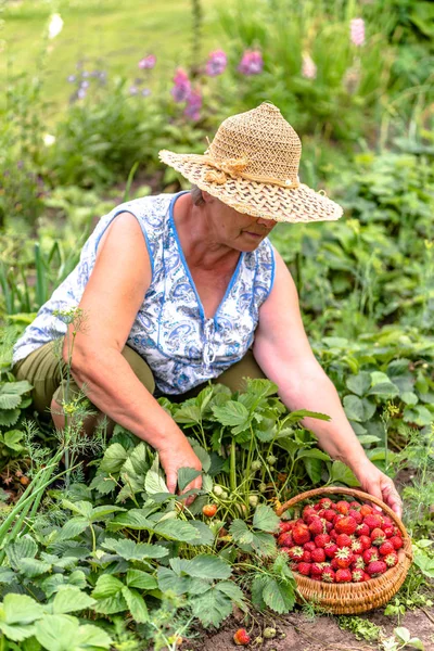 Старший фермер на полуничній фермі, збираючи полуницю в кошик, концепція органічного землеробства — стокове фото