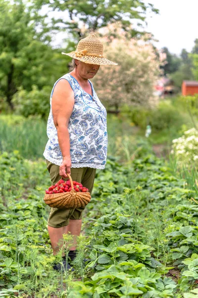 Женщина в поле во время сбора клубники, фермер с собранной клубникой на ферме, концепция органического земледелия — стоковое фото
