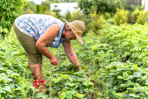 Agricoltore senior nella fattoria delle fragole, raccolta delle fragole nel paniere, concetto di agricoltura biologica — Foto Stock