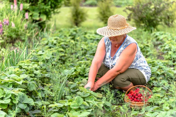 Agricoltore senior in campo di fragole, raccolta di fragole al cesto, concetto di agricoltura biologica — Foto Stock