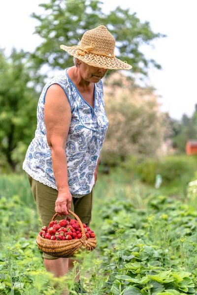 Donna contadina nel campo di fragole, raccolta di fragole al cesto, concetto di agricoltura biologica — Foto Stock