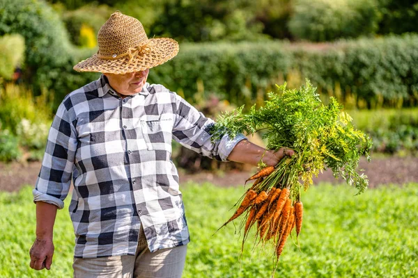 Жінка садівник тримає свіжу моркву з саду, овочі з місцевого сільського господарства, органічні продукти, зібрані восени, концепція здорового способу життя хобі — стокове фото