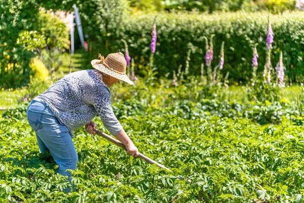 Жінка Фермер Працює Полі Картоплі Органічного Землеробства Концепції Літнього Садівництва — стокове фото