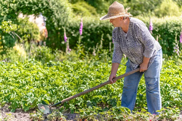 Jardinagem de verão - mulher que trabalha na fazenda de batatas, conceito de agricultura orgânica — Fotografia de Stock