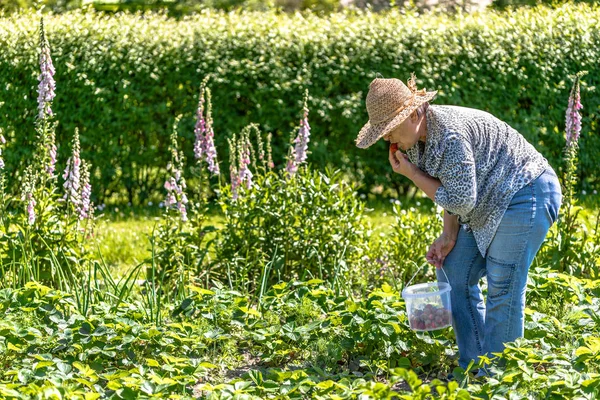 Органический сад и фермер в поле, сбор клубники — стоковое фото