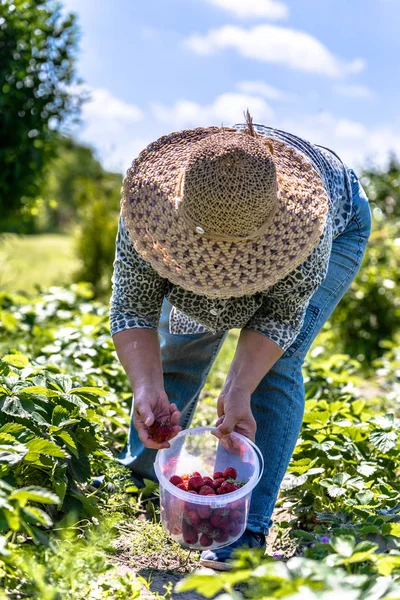 Старшая женщина в саду, собирает клубнику в поле на органической ферме — стоковое фото