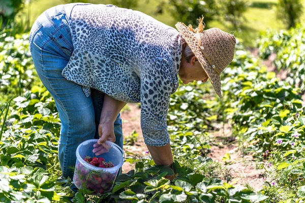 Farmer in the garden, harvesting strawberry in field, organic farming concept — Stock Photo, Image