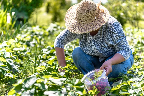 Женщина в саду или работает в поле во время сбора клубники на органической ферме — стоковое фото