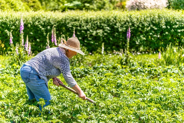 Kvinna i trädgård, jordbruk potatisen i ekologisk gård, arbeta på fältet eller sommaren Trädgårdsskötsel — Stockfoto