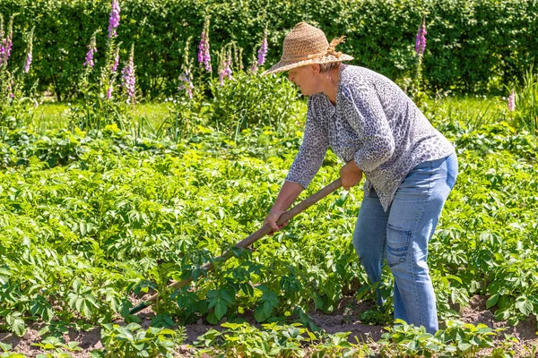 Contadina sul campo, coltivazione di patate in azienda biologica locale — Foto Stock