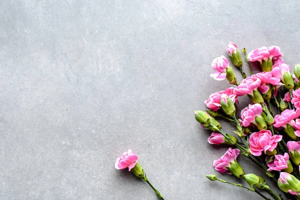 Chiodi di garofano rosa, fiori freschi primaverili, bouquet su sfondo grigio, posa piatta, vista dall'alto — Foto Stock