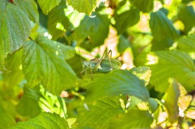 Çekirge ağacının yeşil yaprakları arasında makro.