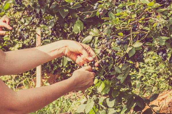 Women hands picking blueberries from big bushes of american blueberry — Stock Photo, Image