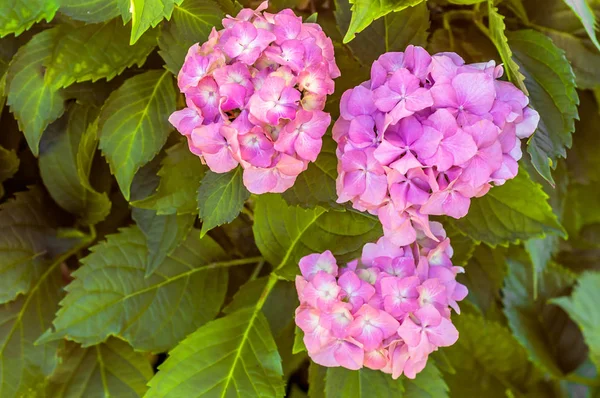 夏の花でピンクのアジサイ — ストック写真