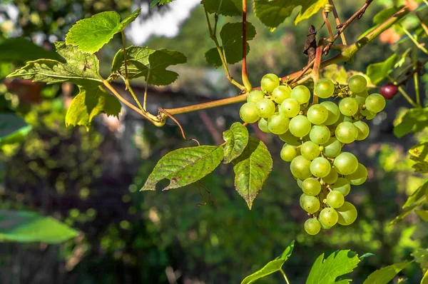Ramo de uvas en vid, vendimia en otoño —  Fotos de Stock