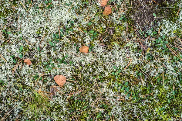 Pups van herfst bos met mos, gras en bladeren en naalden. — Stockfoto