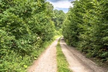 Bahar yeşil orman, yatay yol