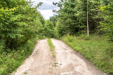 Bahar, yatay yeşil orman yolundan