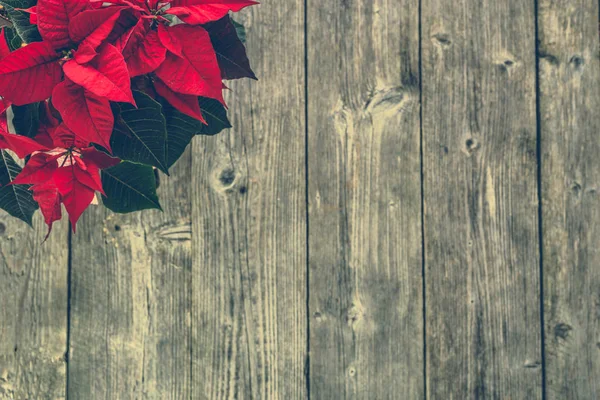 Vánoční pozadí s dekorace, vánoční květina Poinsettie červené na dřevěný rustikální stůl — Stock fotografie