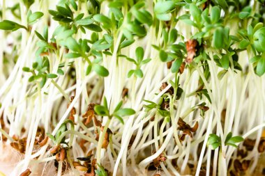 Taze yeşil lahanası salatası, superfood diyet ve sağlıklı beslenme kavramı