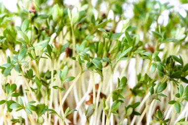 Taze mikro Yeşiller, salata, sağlıklı beslenme ve temiz yemek kavramı için tohum filizlenir