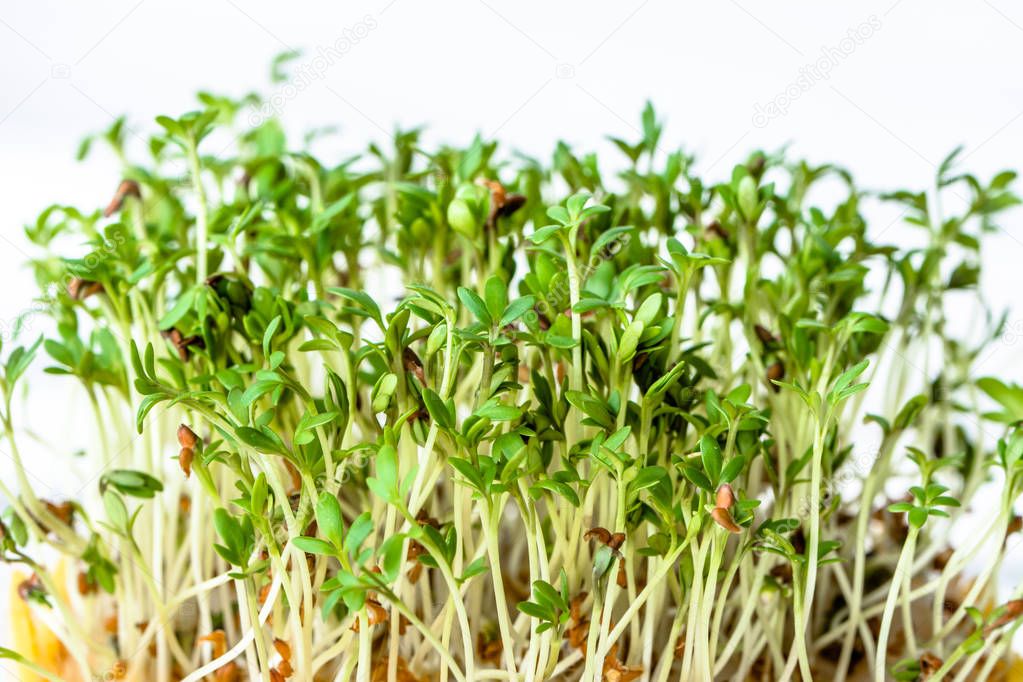 Fresh green sprouts for salad, superfood diet and healthy eating concept