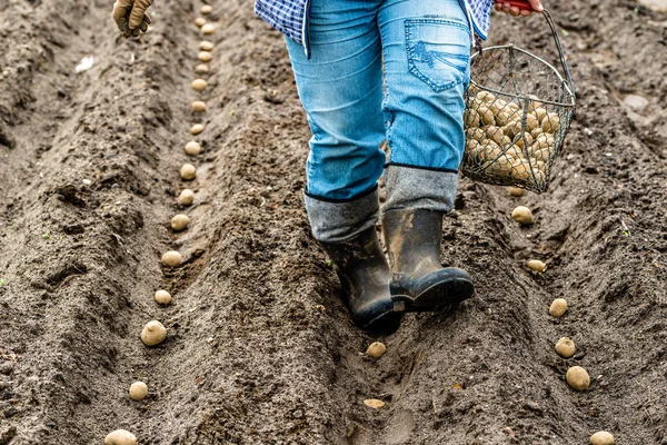 Органічне вирощування картоплі, посадка бульб на ґрунт у біофермі, концепція місцевого землеробства — стокове фото
