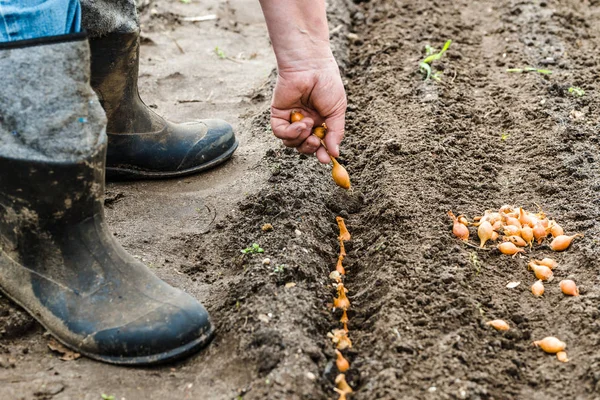 Сільгоспвисадка цибулі на грунт в органічному городі, весняне садівництво — стокове фото