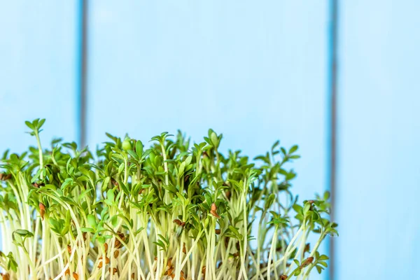 Friss zöld hajtások a saláta, a szuperétel táplálkozás és az egészséges étkezési koncepció — Stock Fotó