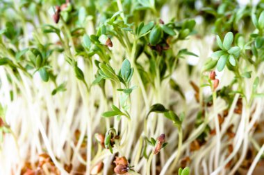 Taze yeşil superfood, lahanası salatası için vegan diyet ve sağlıklı beslenme kavramı için mikro Yeşiller