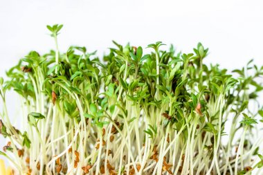 Taze yeşil lahanası salatası, superfood diyet ve sağlıklı beslenme kavramı