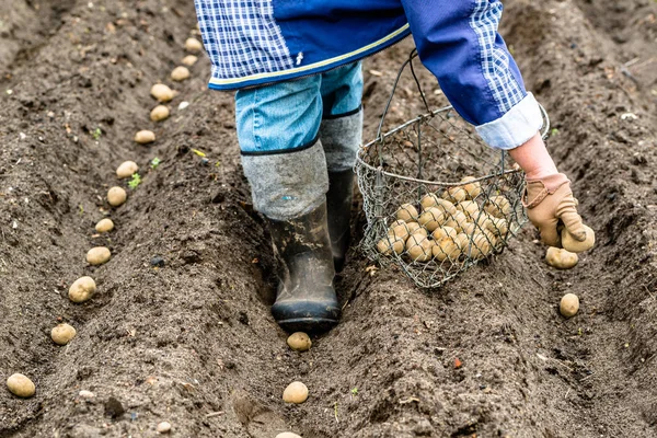 Persona piantare patate in orto biologico, concetto di agricoltura locale — Foto Stock