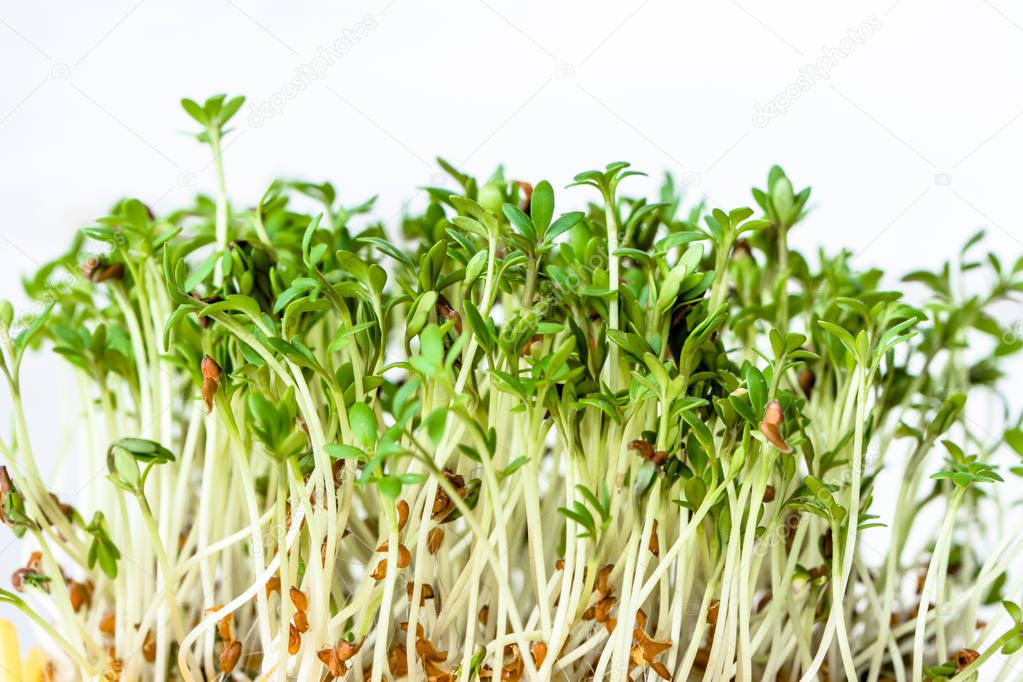 Fresh green sprouts for salad, superfood diet and healthy eating concept