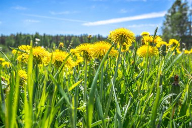 Sarı karahindiba alan, bahar çiçekleri çim ve mavi gök, düşük açılı görünüş
