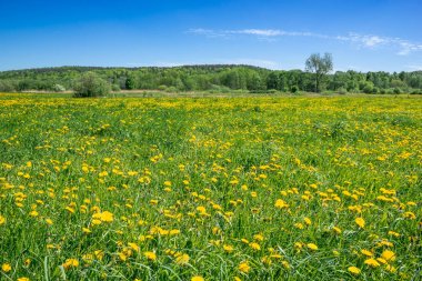 Mavi gökyüzü ve karahindiba, Bahar peyzaj alanı