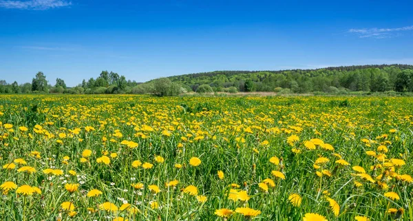 Błękitne niebo i pole krajobraz mniszek, wiosna — Zdjęcie stockowe