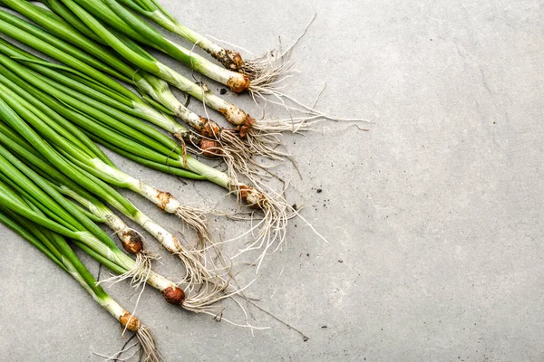 Verse lente-ui, groene, biologische groenten vers geoogst uit de tuin — Stockfoto