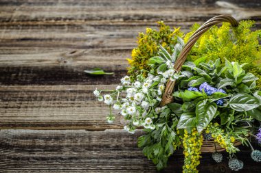 Tahta masadaki bahçeden taze bitkiler. Sepette bitki karışımı..