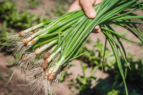 Свіжа зелена цибуля, зібрані свіжоорганічні овочі в саду фермера, концепція біопродовольства — стокове фото