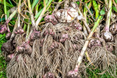 Taze sarımsak hasadı. Yerel çiftçilikten sebzeler, bahçede toplanan organik ürünler..